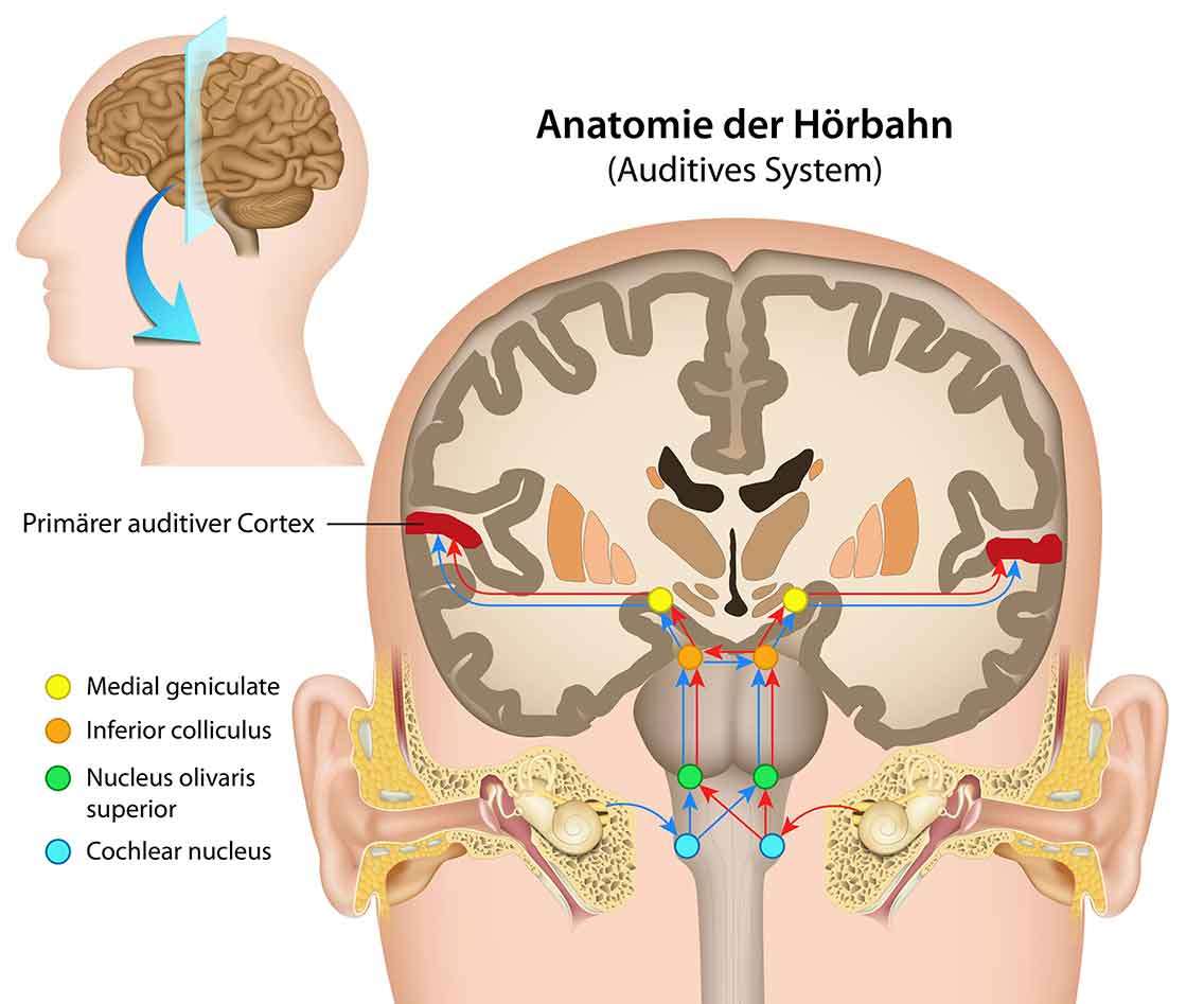 Anatomie